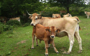 Raza Asturiana de los Valles