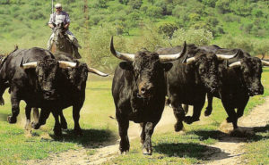Toro de Lidia