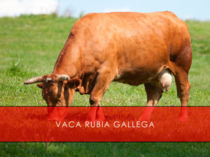vaca rubia gallega
